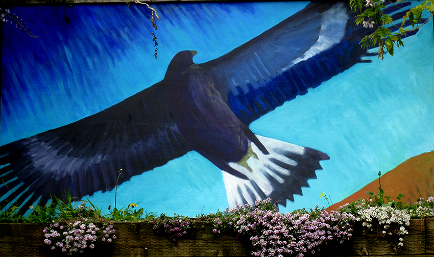 Eagle close up - Ogden St Community Garden Mural, San Francisco, CA.  4’ X 21’  Designed and Painted by John Elliott  2011